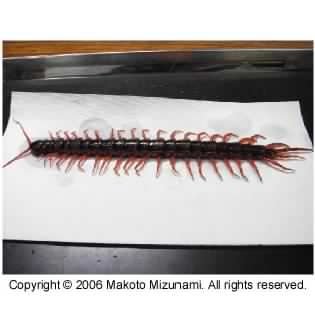 Mukade