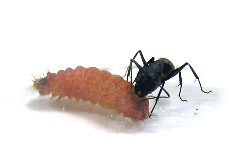 Characteristic Behavior Of Ant Htmldocs Invertebrate Brain Platform