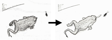 Insect Visual System Htmldocs Invertebrate Brain Platform