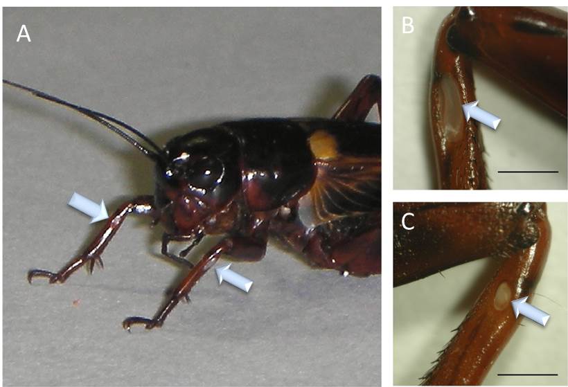 Cricket, Insect Behavior & Adaptations