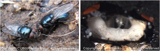 Behavior Of Fly Htmldocs Invertebrate Brain Platform