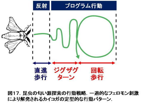 Characteristic Behavior Of Silkmoth Htmldocs Invertebrate Brain Platform