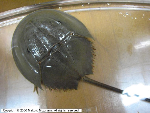 カブトガニ ミナミカブトガニ - newdb1 - Invertebrate Brain Platform