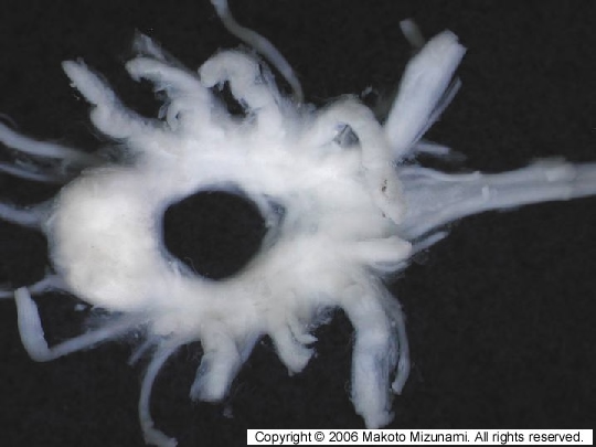 ミナミカブトガニ - newdb1 - Invertebrate Brain Platform