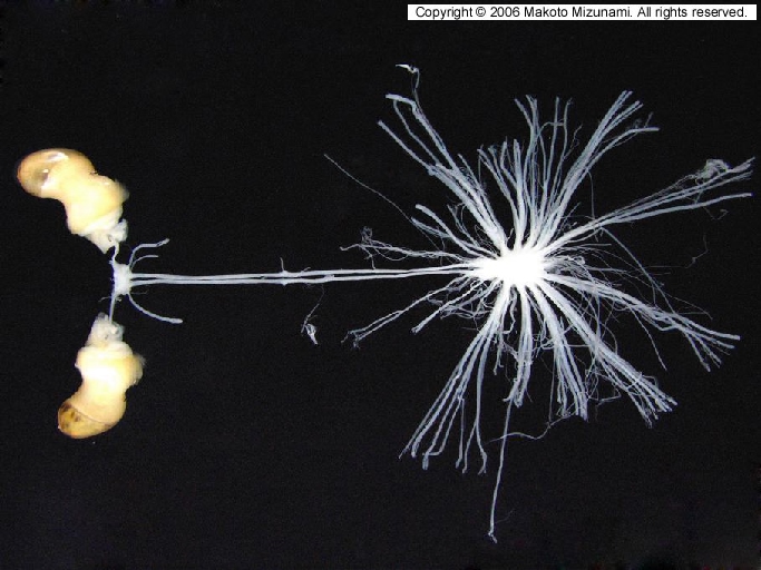 Invertebrate Brain Platform