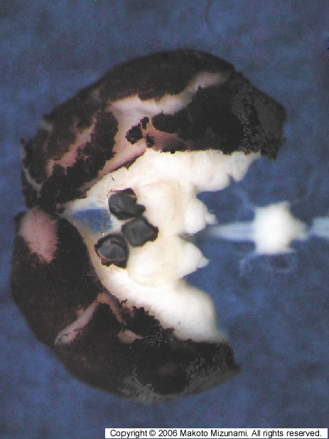 Invertebrate Brain Platform
