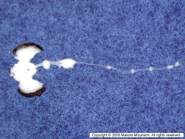Invertebrate Brain Platform