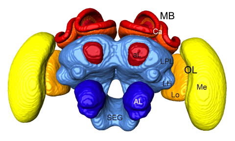 Invertebrate Brain Platform