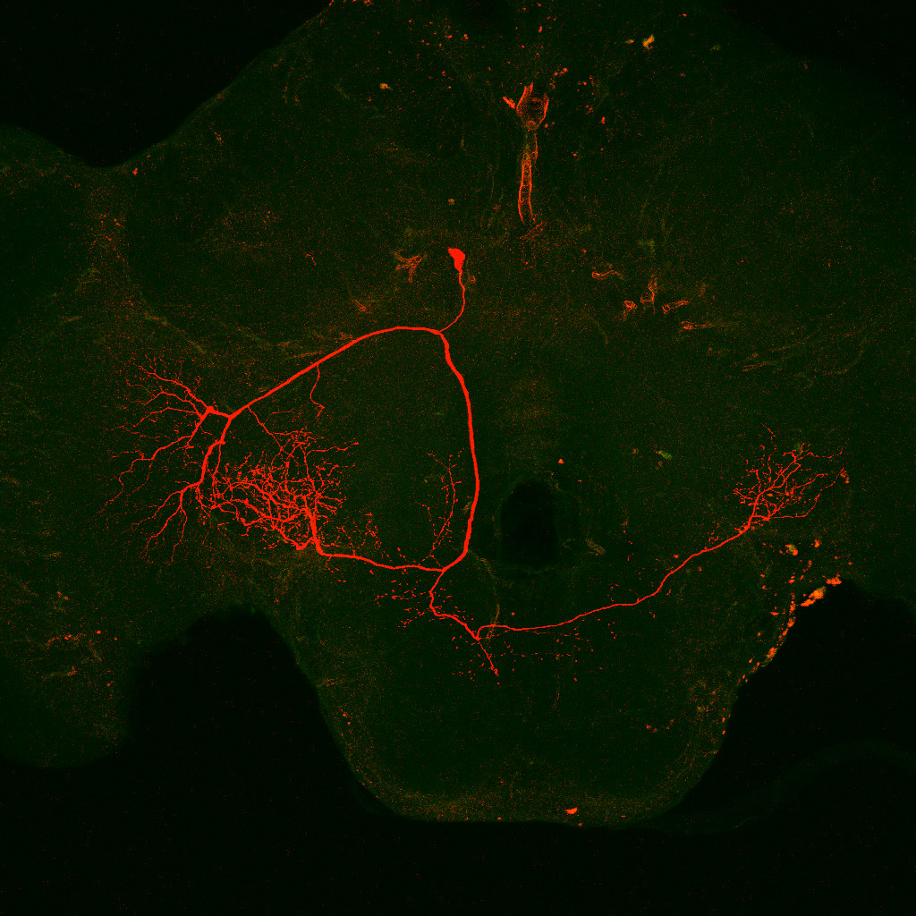 Invertebrate Brain Platform