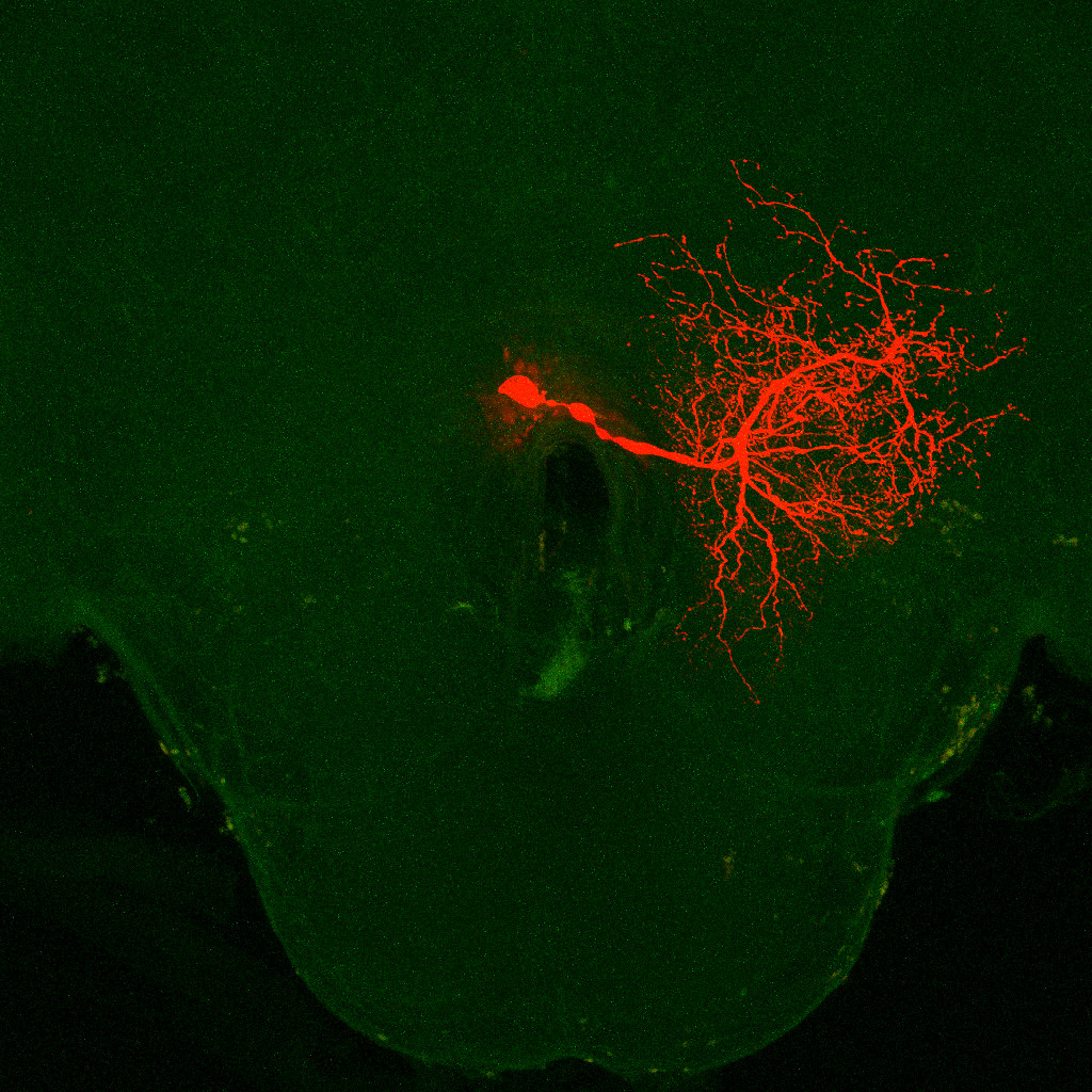 Invertebrate Brain Platform