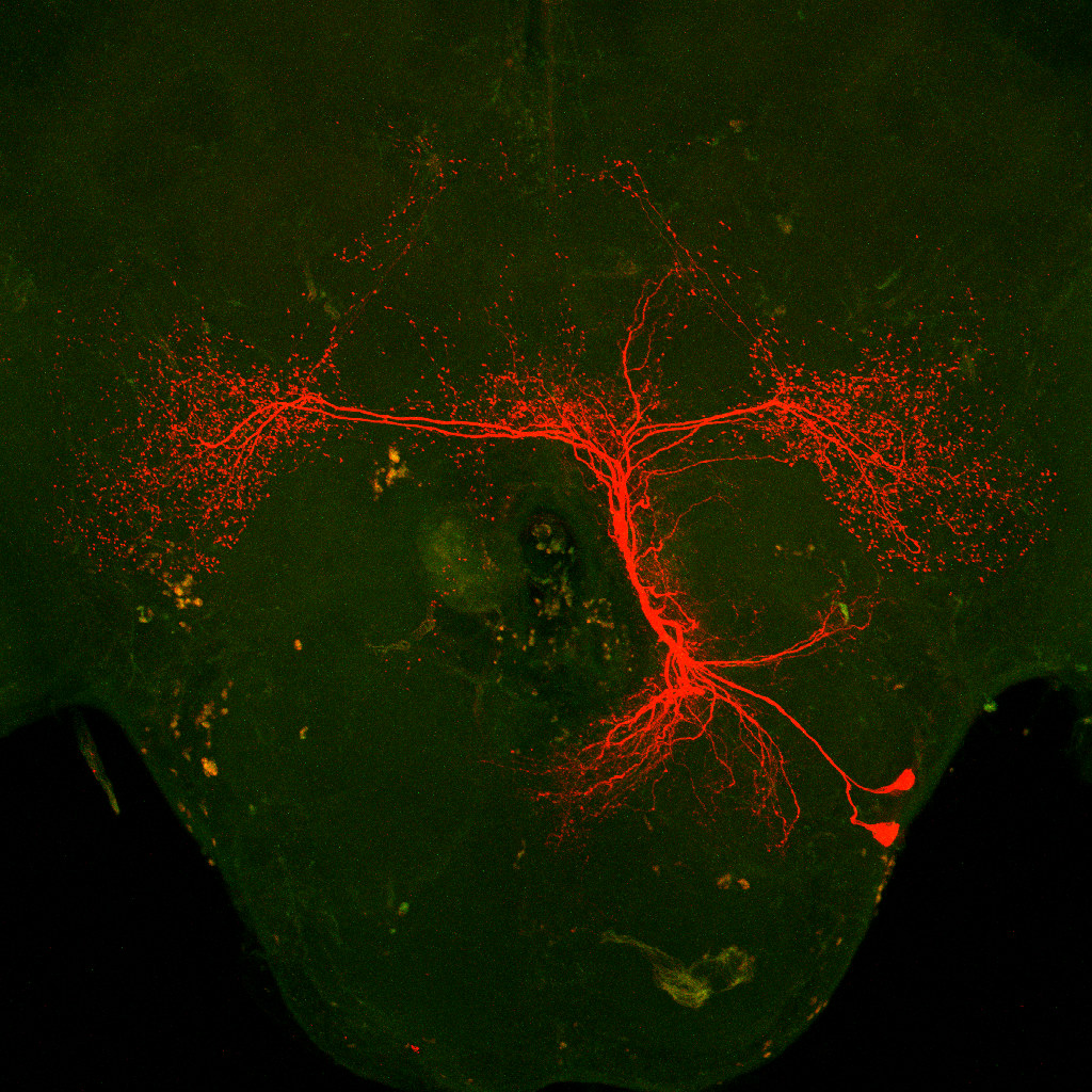 Invertebrate Brain Platform