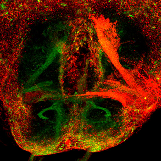 Invertebrate Brain Platform