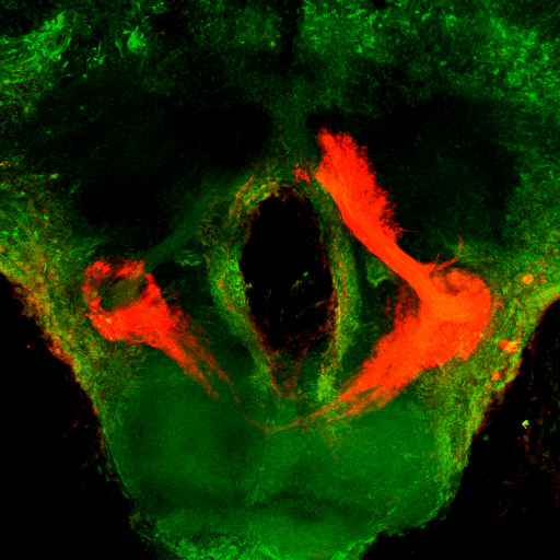 Invertebrate Brain Platform