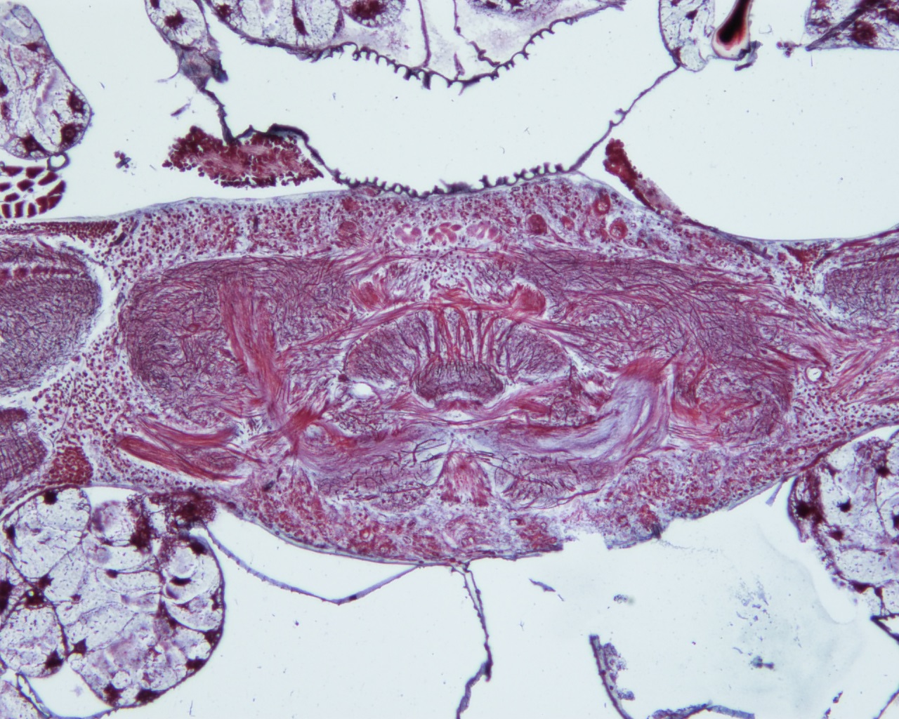 Invertebrate Brain Platform