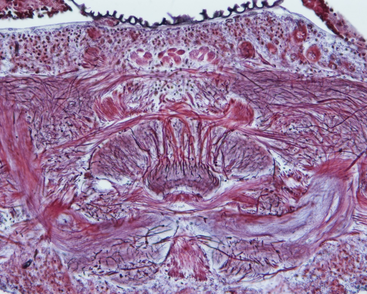 Invertebrate Brain Platform