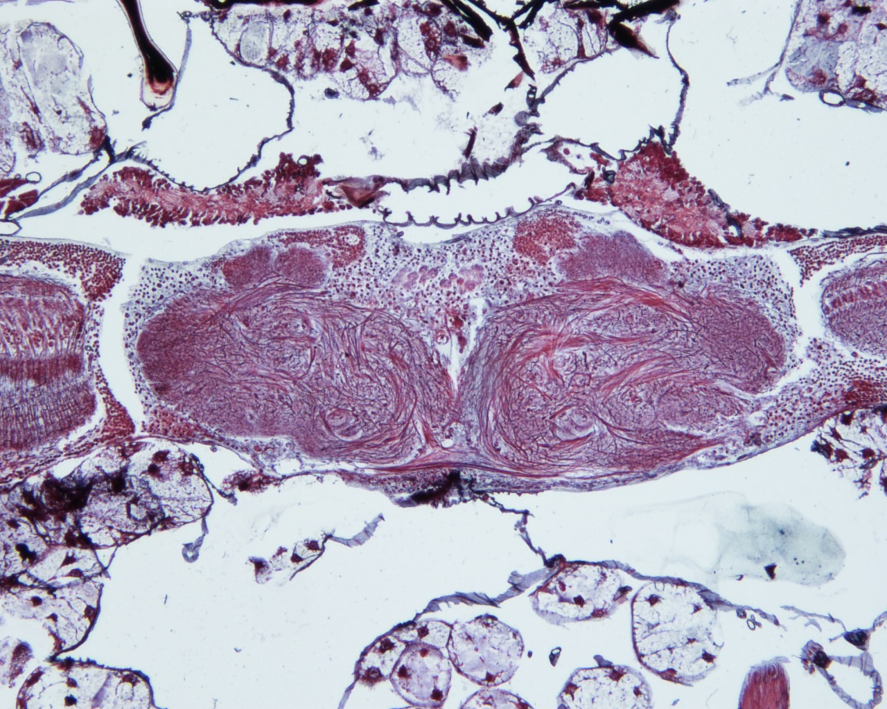 Invertebrate Brain Platform