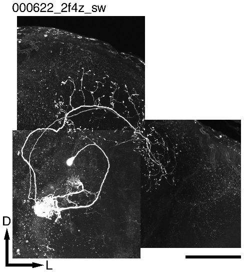 Invertebrate Brain Platform