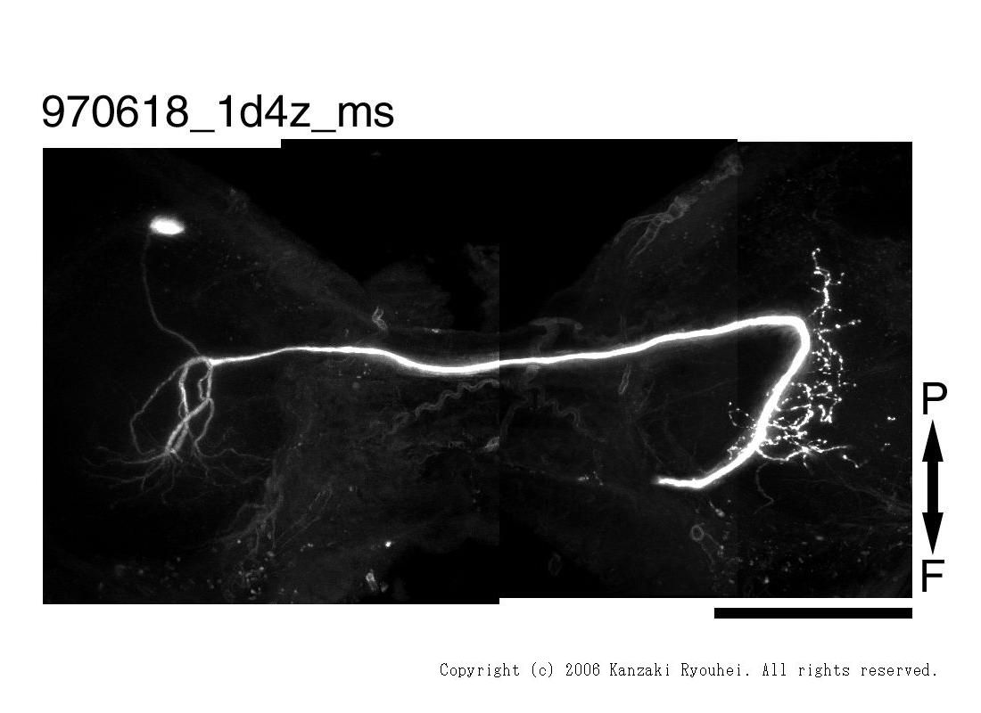 Invertebrate Brain Platform
