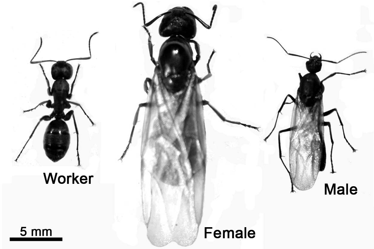 Invertebrate Brain Platform Japanese Carpenter Antcamponotus Japonicus 4168