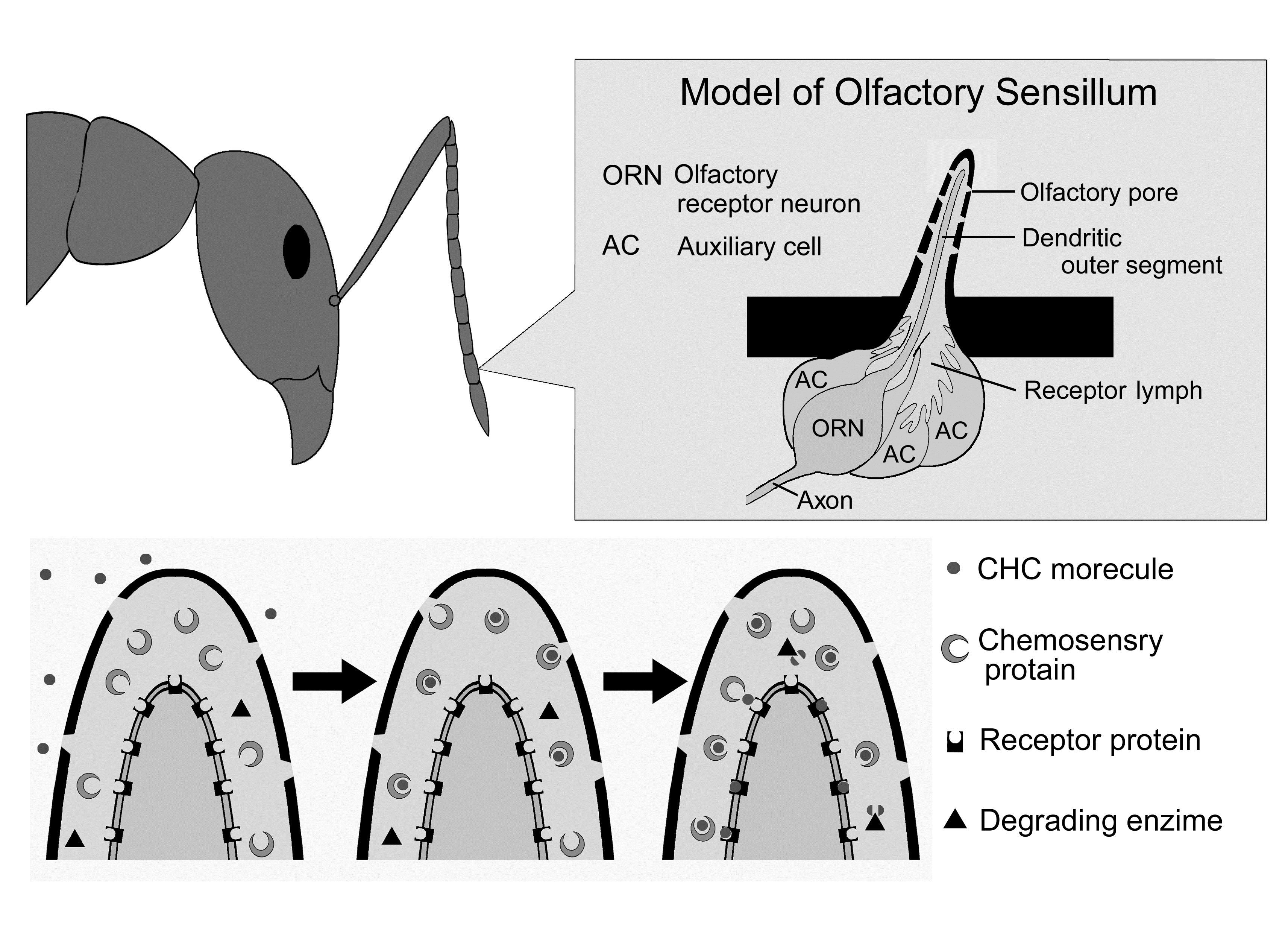 Invertebrate Brain Platform