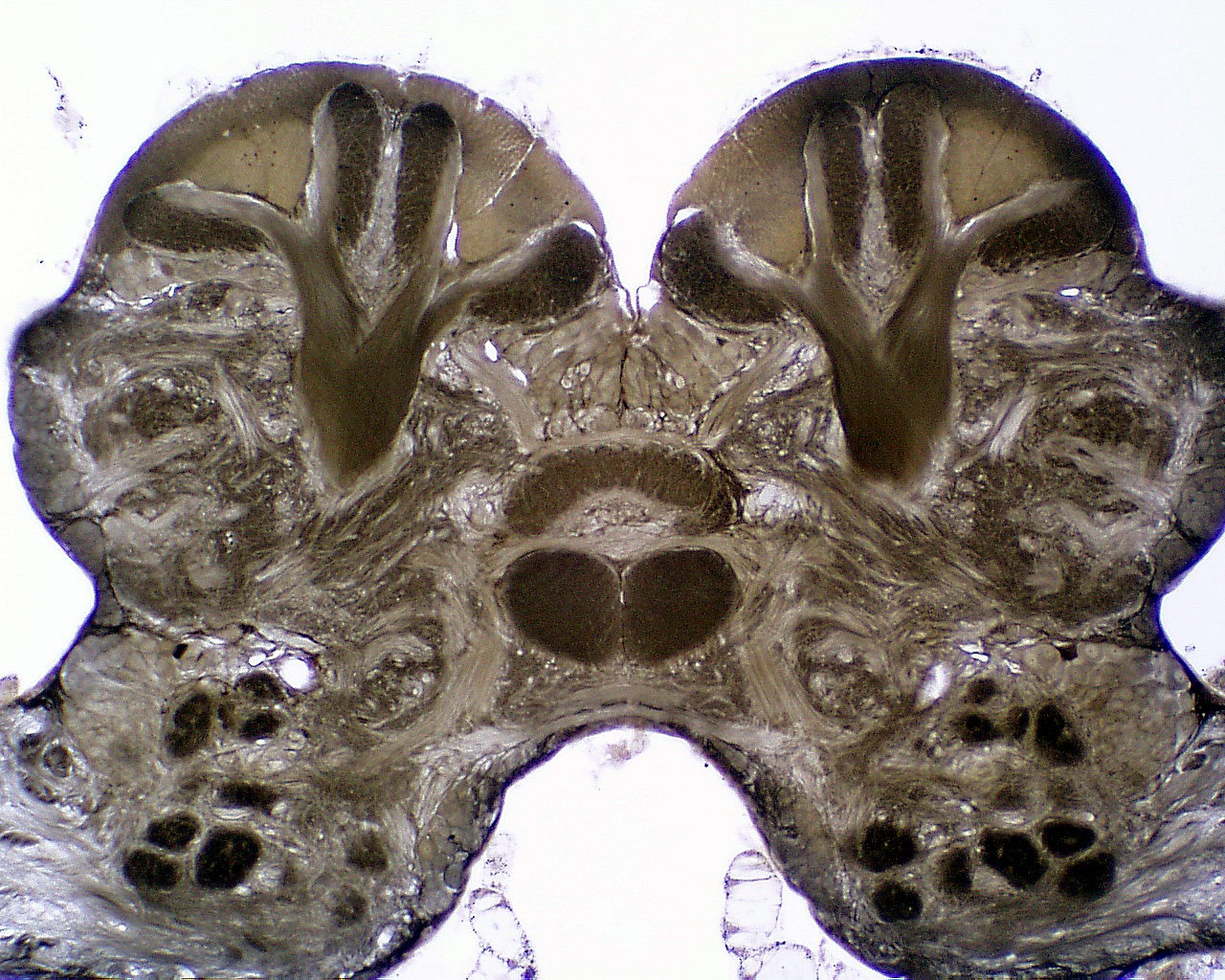Invertebrate Brain Platform