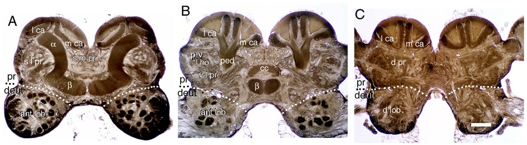 Invertebrate Brain Platform - CockroachDB