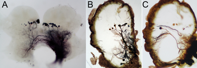 Invertebrate Brain Platform