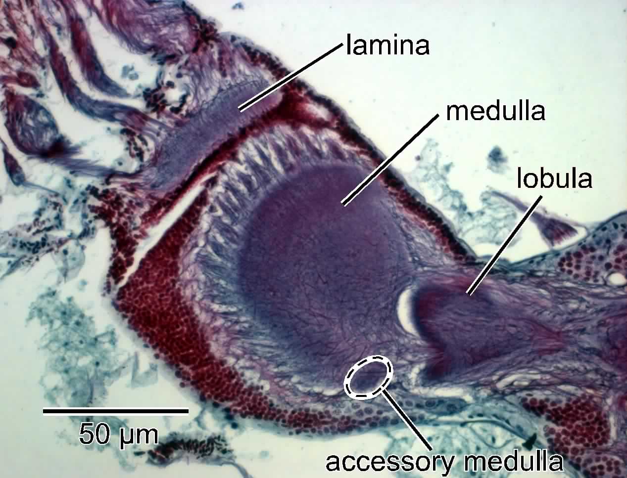Invertebrate Brain Platform