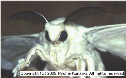 カイコガ Bombyx Mori Documents Invertebrate Brain Platform